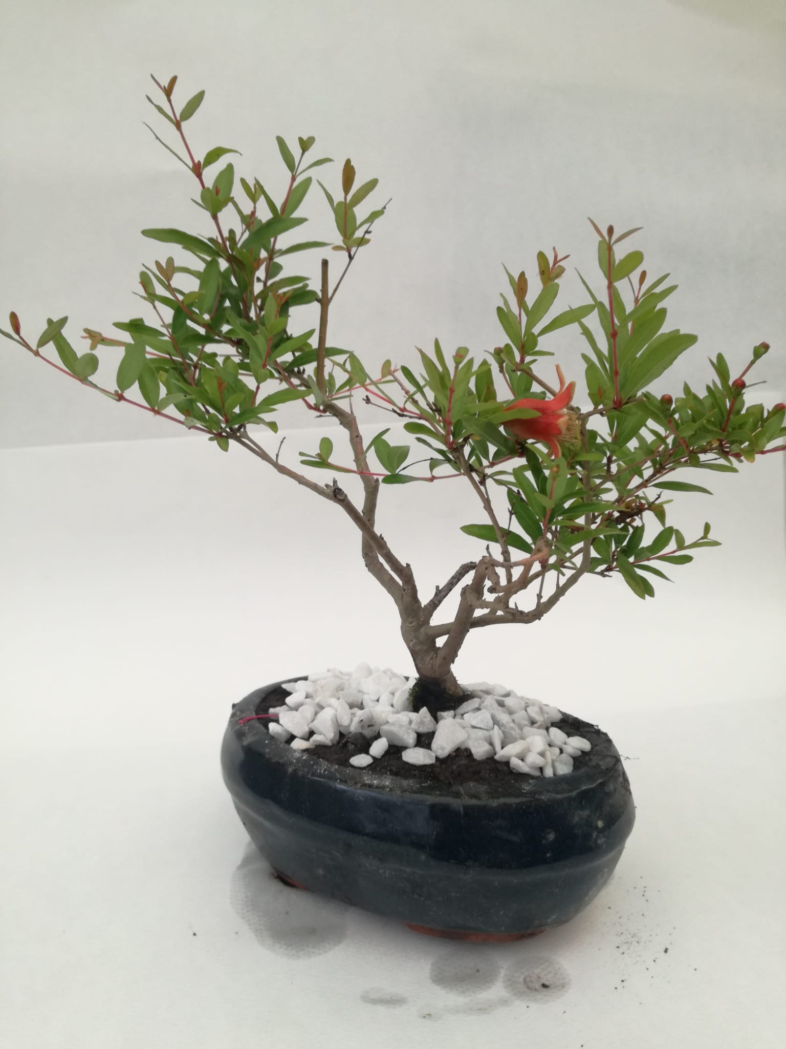 Compra Online Bonsai Melograno