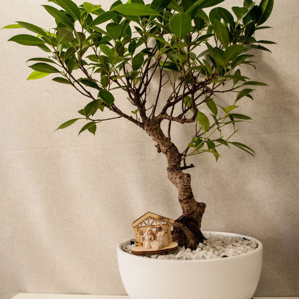 Idea Regalo Bonsai Ficus Shape Bomboniere Green