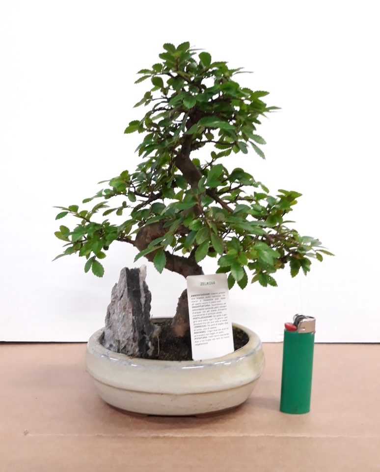 Bonsai Olmo Giapponese Zelkova S Shape Con Roccia Bomboniere Green