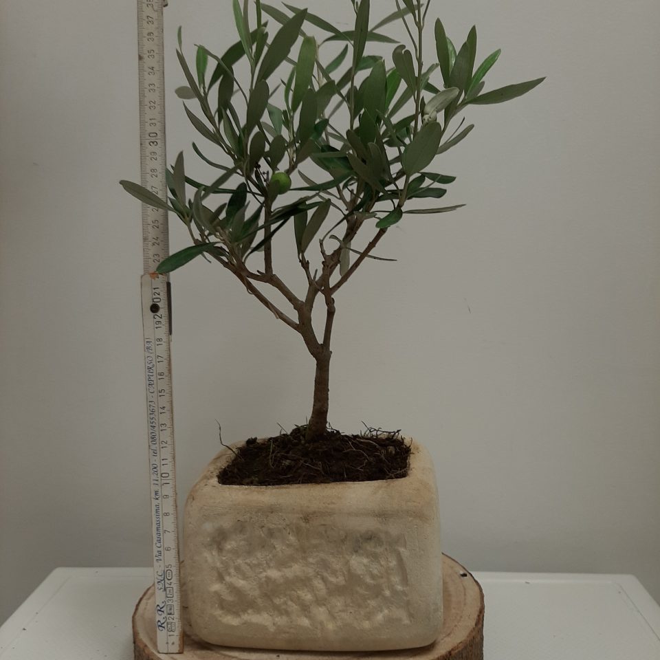 Bonsai Olivo In Vaso Pietra Leccese Bomboniere Green