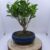 FICUS RETUSA BALL V.15