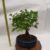 LIGUSTRUM BALL V.15